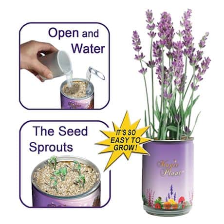 Grow Your Own Calming Lavender