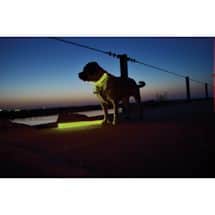 Alternate image Light-Up Dog Leash