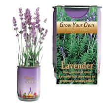 Alternate image Grow Your Own Calming Lavender