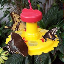 Product Image for Butterfly Feeder