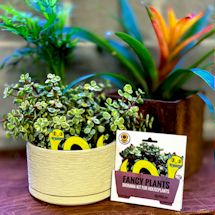 Product Image for Fancy Plants Diorama Kit