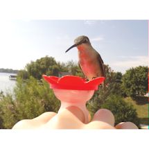 Alternate image for Hummer Rings Hummingbird Feeder