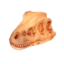 Alternate image Dinosaur Head Accent Lamps