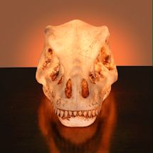 Alternate image Dinosaur Head Accent Lamps
