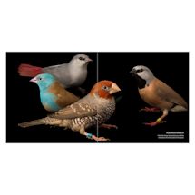 Alternate image Birds of the Photo Ark