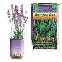 Alternate image for Grow Your Own Calming Lavender